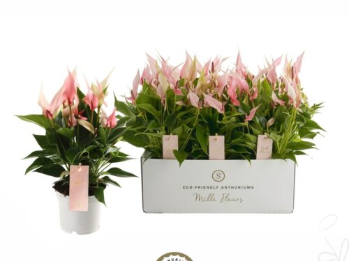Anthurium Lilli