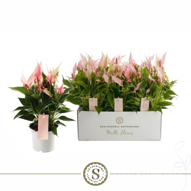 Anthurium Lilli