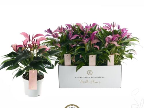 Anthurium Zizou
