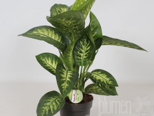 Dieffenbachia seguine -Reeva-