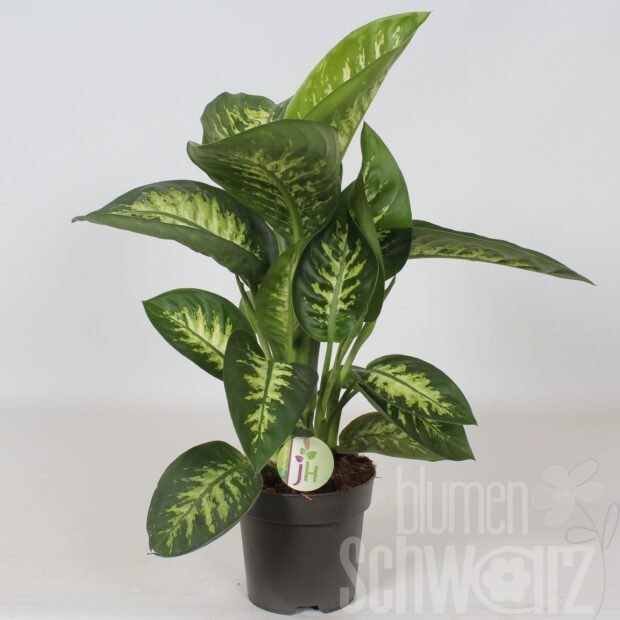 Dieffenbachia seguine -Reeva-