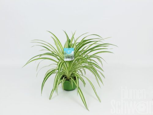 Chlorophytum comosum -Vittatum-