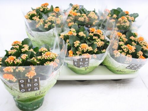 Kalanchoe blossfeldiana gefüllt Perfecta Orange