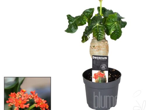 Jatropha podagrica