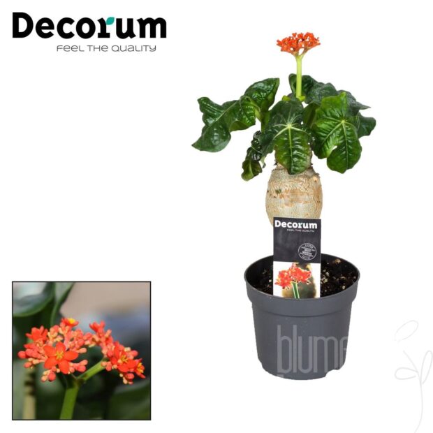 Jatropha podagrica