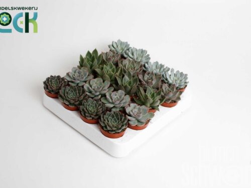 Echeveria sonstig ohne Blume mixed
