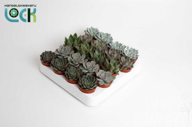 Echeveria sonstig ohne Blume mixed