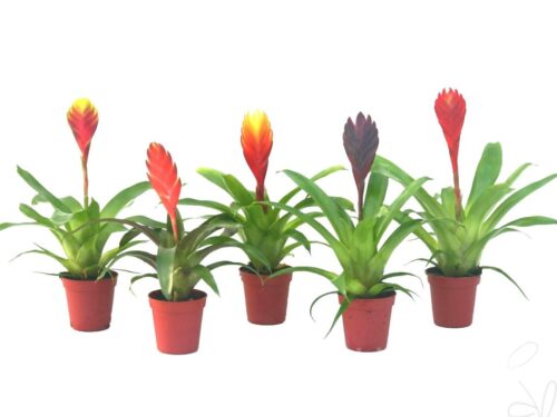 Vriesea gemischt
