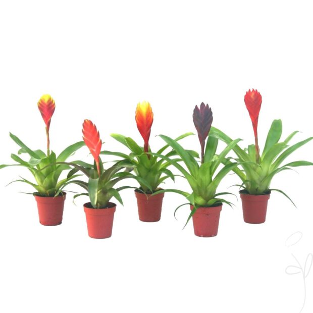 Vriesea gemischt