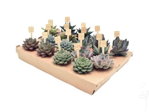 Succulenten gemischt 4 sorten Piccomini Mix