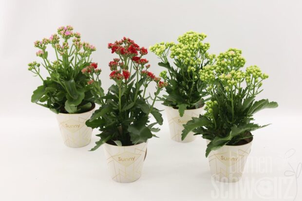 Kalanchoe sonstig Sunny mix