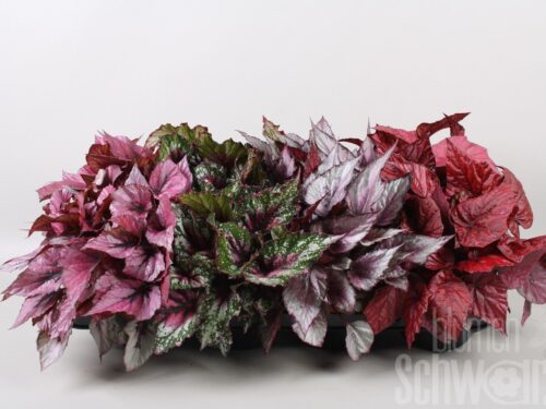 Begonia blatt Beleaf gemischt
