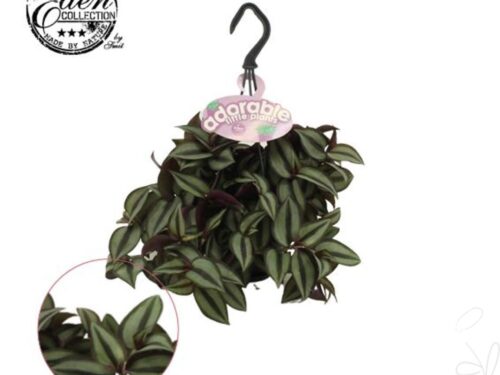 Tradescantia zebrina -Purpusii-