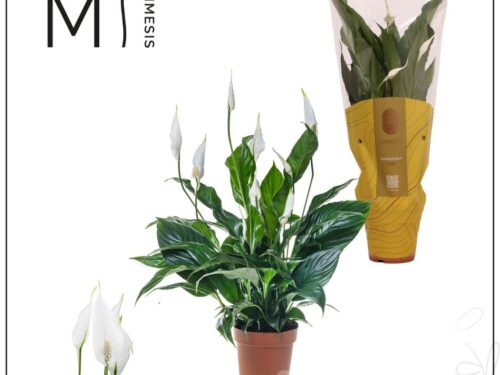 Spathiphyllum -Sweet Curiosa-