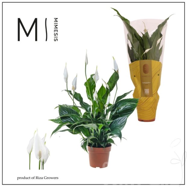 Spathiphyllum -Sweet Curiosa-
