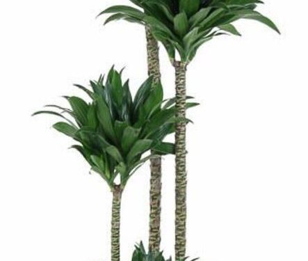 Dracaena fragrans (Compacta Grp) -Compacta-