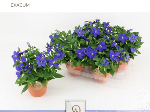 Exacum trinervium -Sapphire-