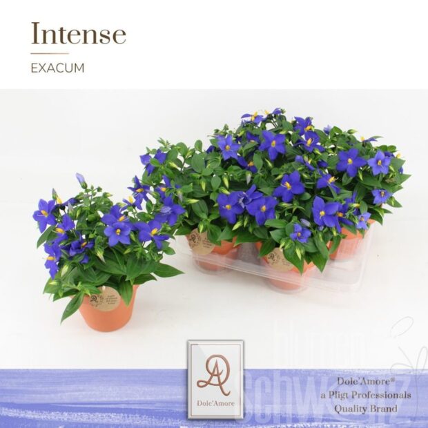 Exacum trinervium -Sapphire-
