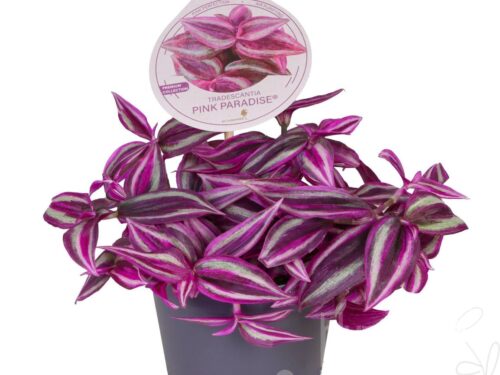 Tradescantia zebrina