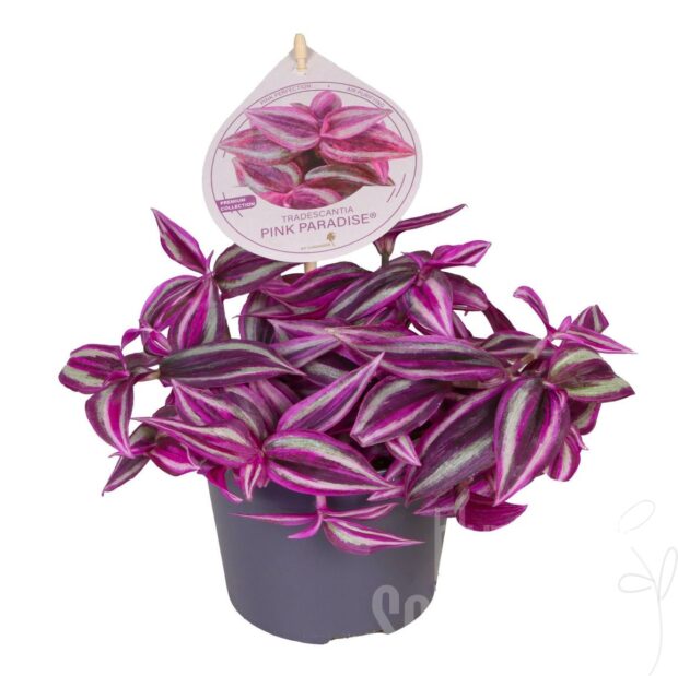 Tradescantia zebrina