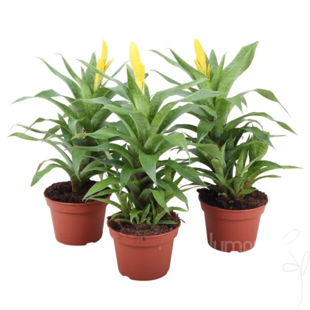 Vriesea ospinae