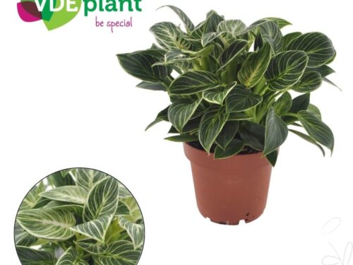 Philodendron sonstig White Wave Mini
