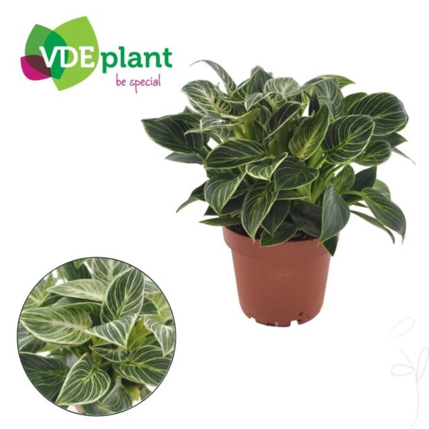 Philodendron sonstig White Wave Mini