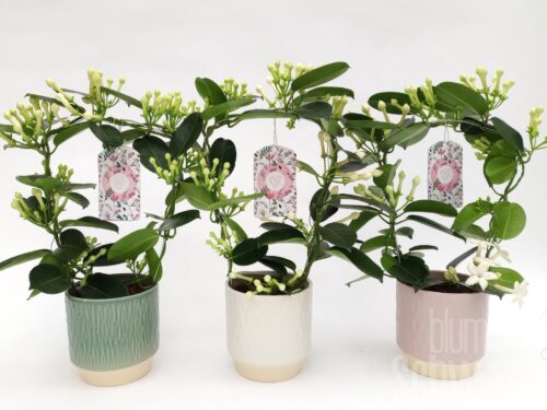 Stephanotis floribunda sonstig