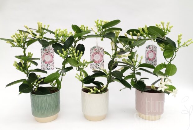 Stephanotis floribunda sonstig