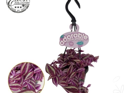Tradescantia zebrina Pink Paradise