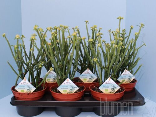 Euphorbia sonstig Phosphorea