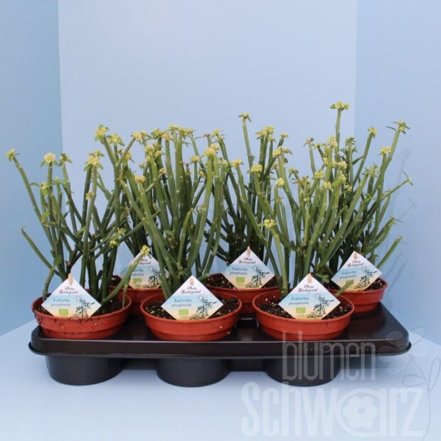 Euphorbia sonstig Phosphorea
