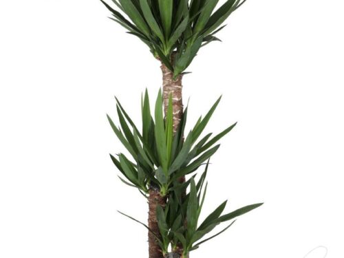 Yucca