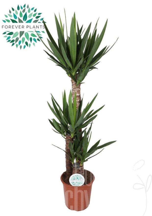 Yucca