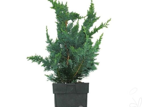 Chamaecyparis lawsoniana -Wisselii-