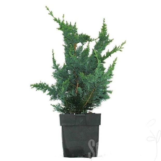 Chamaecyparis lawsoniana -Wisselii-