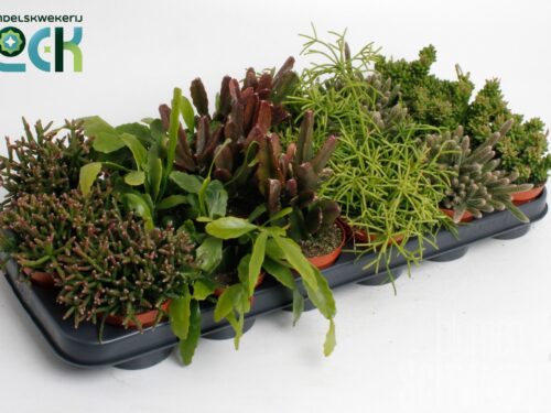 Rhipsalis sonstig mixed
