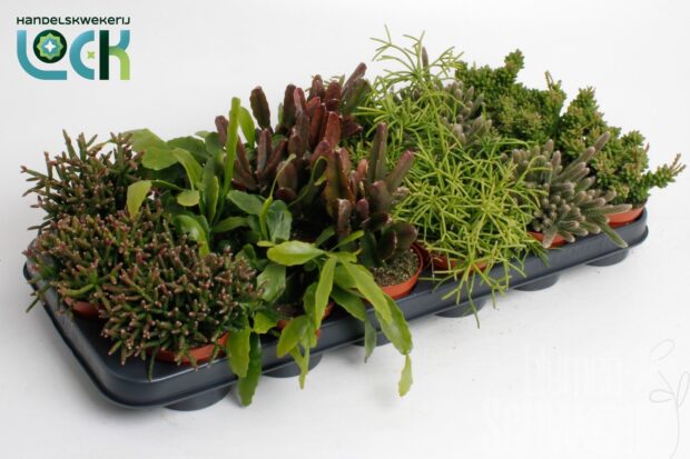 Rhipsalis sonstig mixed