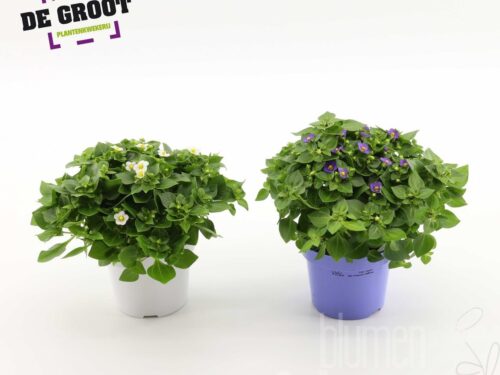 Exacum affine sonstig Mix