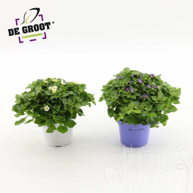 Exacum affine sonstig Mix