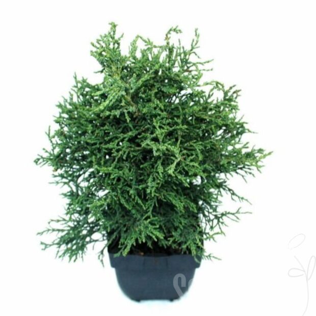 Chamaecyparis obtusa -Lycopodioides-