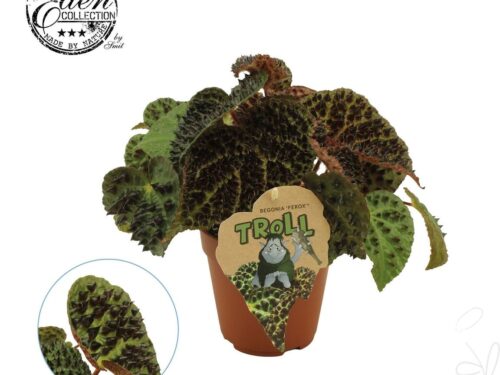 Begonia Blatt ferox