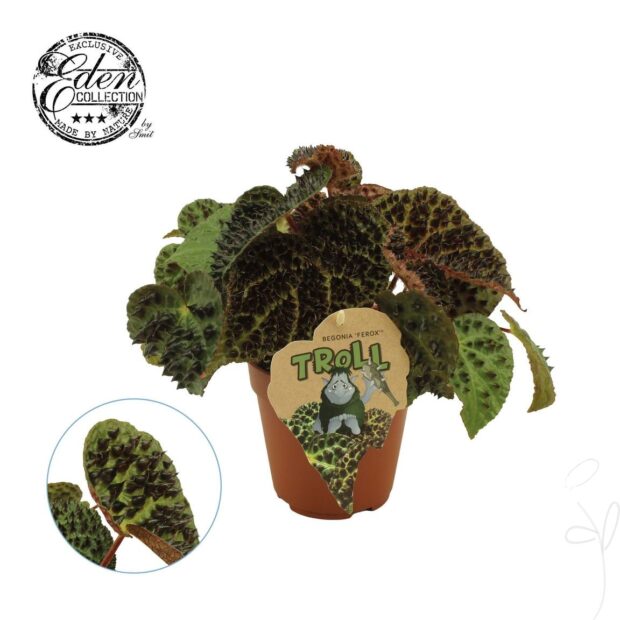 Begonia Blatt ferox