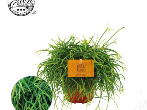 Rhipsalis sonstig Cashero