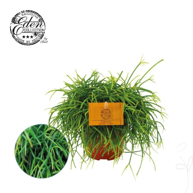Rhipsalis sonstig Cashero
