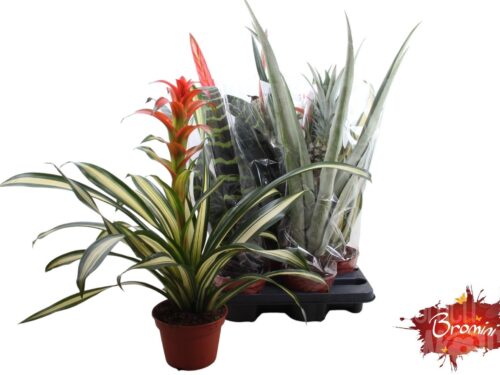 Guzmania sonstig bianca