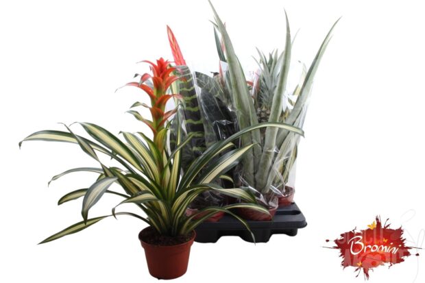 Guzmania sonstig bianca