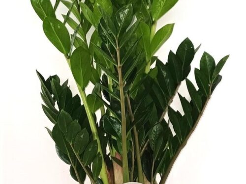 Zamioculcas zamiifolia