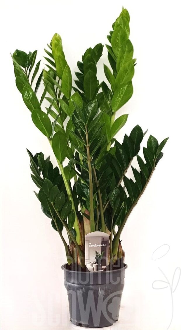 Zamioculcas zamiifolia