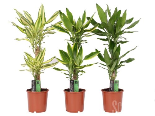 Dracaena fragrans sonstig gemischt 3 sorten